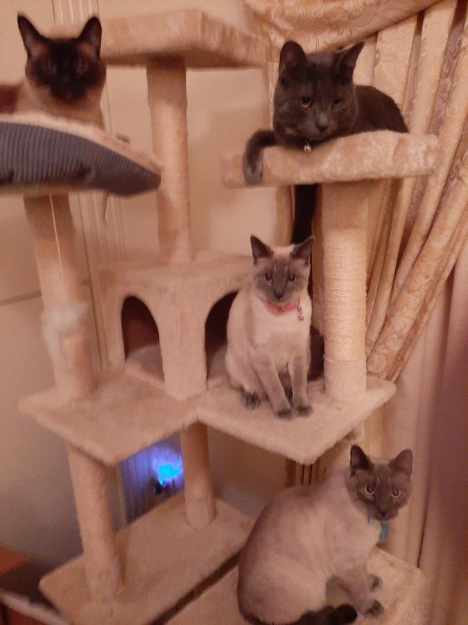 Catmosphere 2 라스베이거스 외부 사진